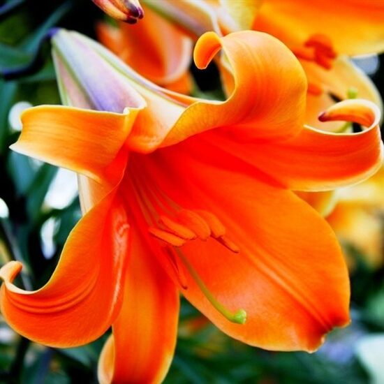 Trompetlilija AFRICAN QUEEN 3 gab  Junior